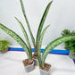Sansevieria Rayquaza (B3) | New Hybrids Imported
