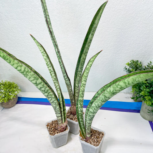 Sansevieria Rayquaza (B3) | New Hybrids Imported