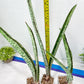 Sansevieria Rayquaza (B3) | New Hybrids Imported
