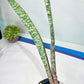 Sansevieria Rayquaza (B3) | New Hybrids Imported