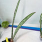 Sansevieria Rayquaza (B3) | New Hybrids Imported