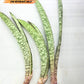 Sansevieria Rayquaza (B3) | New Hybrids Imported