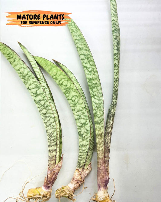 Sansevieria Rayquaza (B3) | New Hybrids Imported