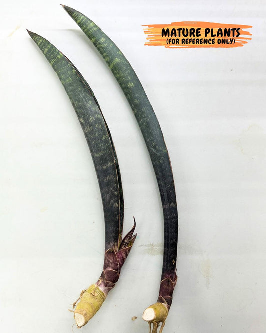 Sansevieria Dab Mud (B3) | New Hybrids Imported