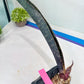 Sansevieria Dab Mud (B3) | New Hybrids Imported