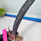Sansevieria Dab Mud (B3) | New Hybrids Imported
