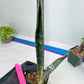 Sansevieria lila kniv Type 1 | Imported Plants | Hybrids Plants