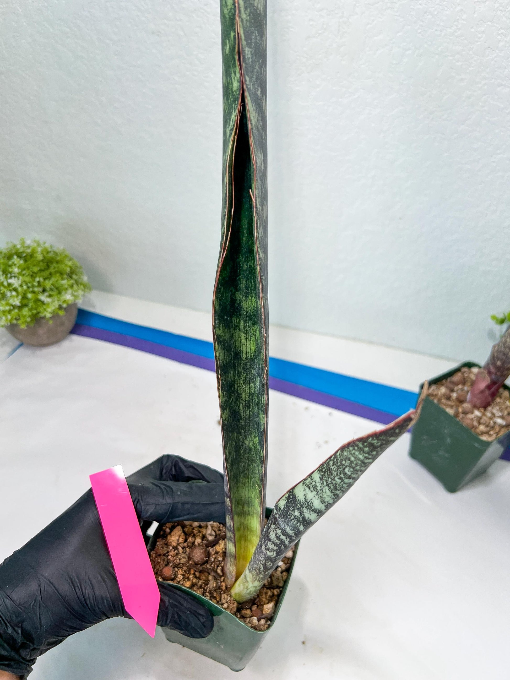 Sansevieria lila kniv Type 1 | Imported Plants | Hybrids Plants
