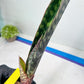 Sansevieria lila kniv Type 1 | Imported Plants | Hybrids Plants