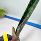 Sansevieria lila kniv Type 1 | Imported Plants | Hybrids Plants