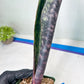 Sansevieria Mystic Magenta | Imported Plants | Hybrids Plants