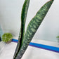 Sansevieria Mystic Magenta | Imported Plants | Hybrids Plants