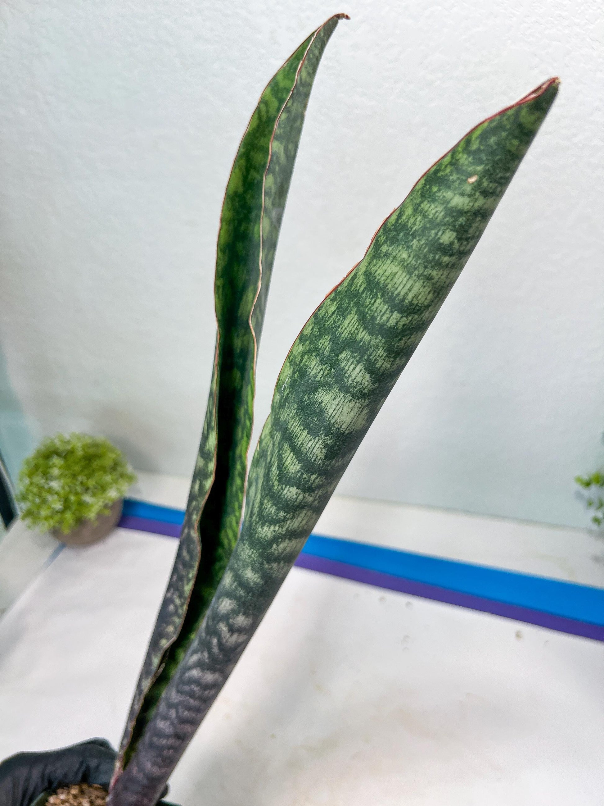 Sansevieria Mystic Magenta | Imported Plants | Hybrids Plants