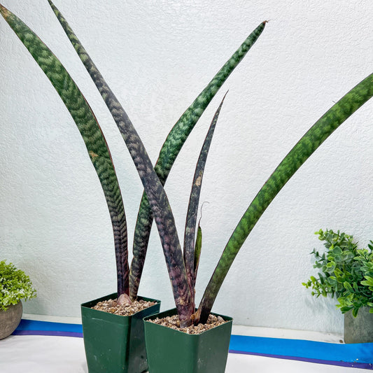 Sansevieria lila kniv Type 3 | Imported Plants | Hybrids Plants