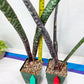 Sansevieria lila kniv Type 3 | Imported Plants | Hybrids Plants