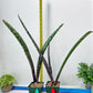 Sansevieria lila kniv Type 3 | Imported Plants | Hybrids Plants
