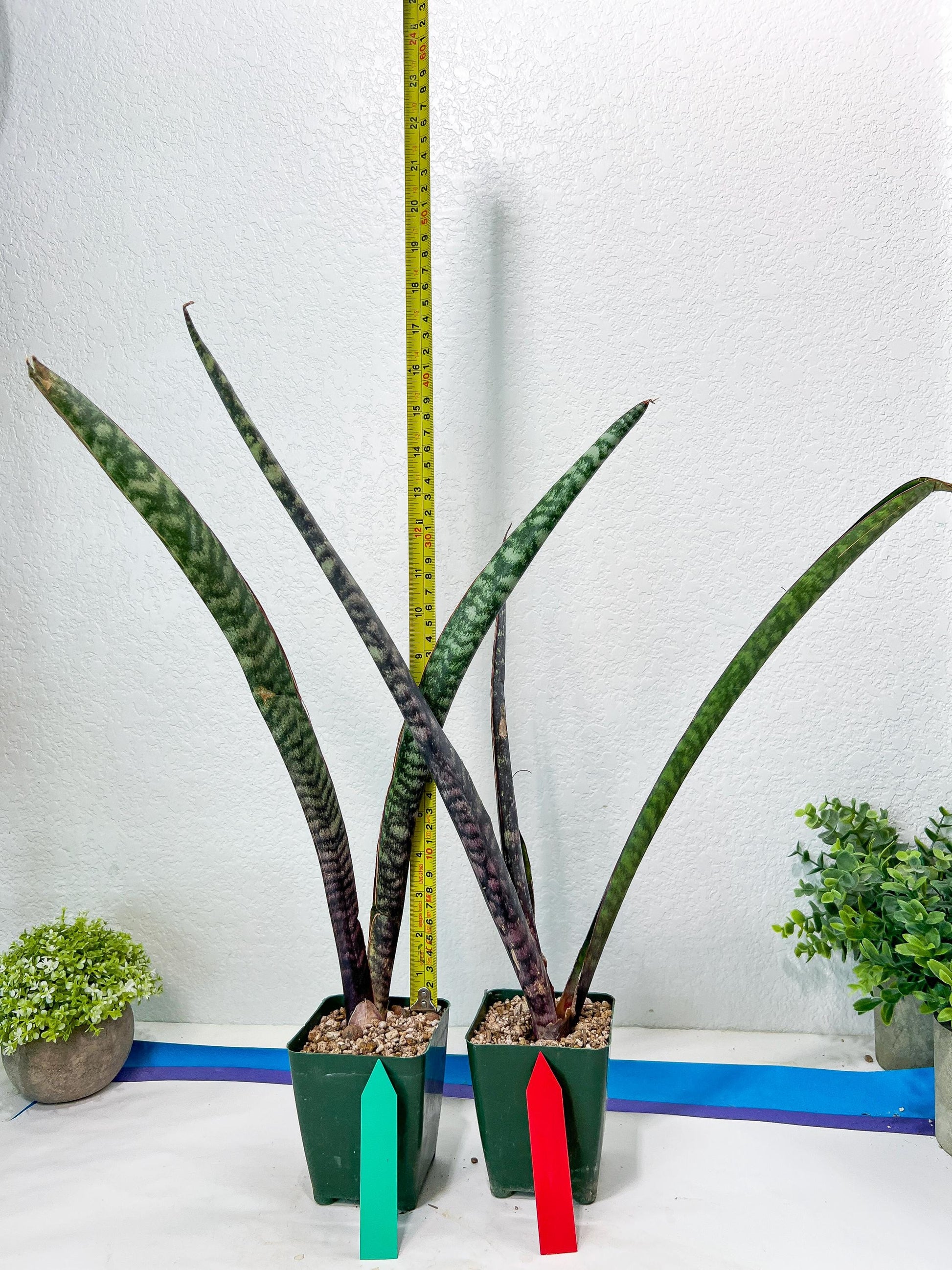 Sansevieria lila kniv Type 3 | Imported Plants | Hybrids Plants