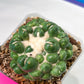 Coryphantha Elephantidens cv. Inermis | Imported Plants | Not Fully Rooted yet