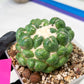 Coryphantha Elephantidens cv. Inermis | Imported Plants | Not Fully Rooted yet