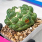 Coryphantha Elephantidens cv. Inermis | Imported Plants | Not Fully Rooted yet
