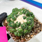 Coryphantha Elephantidens cv. Inermis | Imported Plants | Not Fully Rooted yet