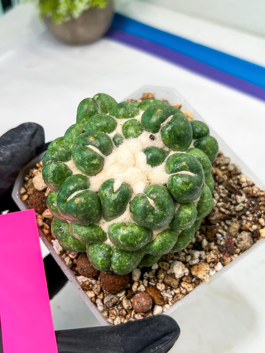 Coryphantha Elephantidens cv. Inermis | Imported Plants | Not Fully Rooted yet