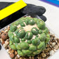 Coryphantha Elephantidens cv. Inermis | Imported Plants | Not Fully Rooted yet