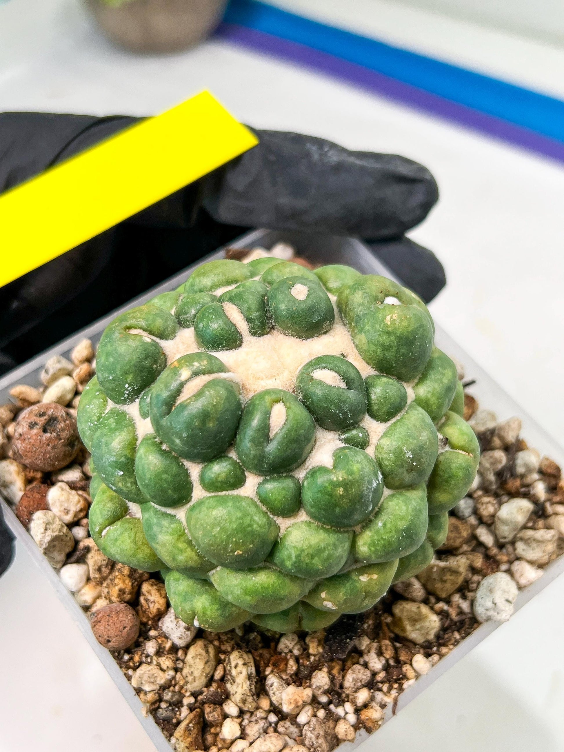 Coryphantha Elephantidens cv. Inermis | Imported Plants | Not Fully Rooted yet