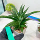 Sansevieria Crocodile Rock (#H1) | Imported Plants