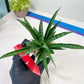Sansevieria Crocodile Rock (#H1) | Imported Plants