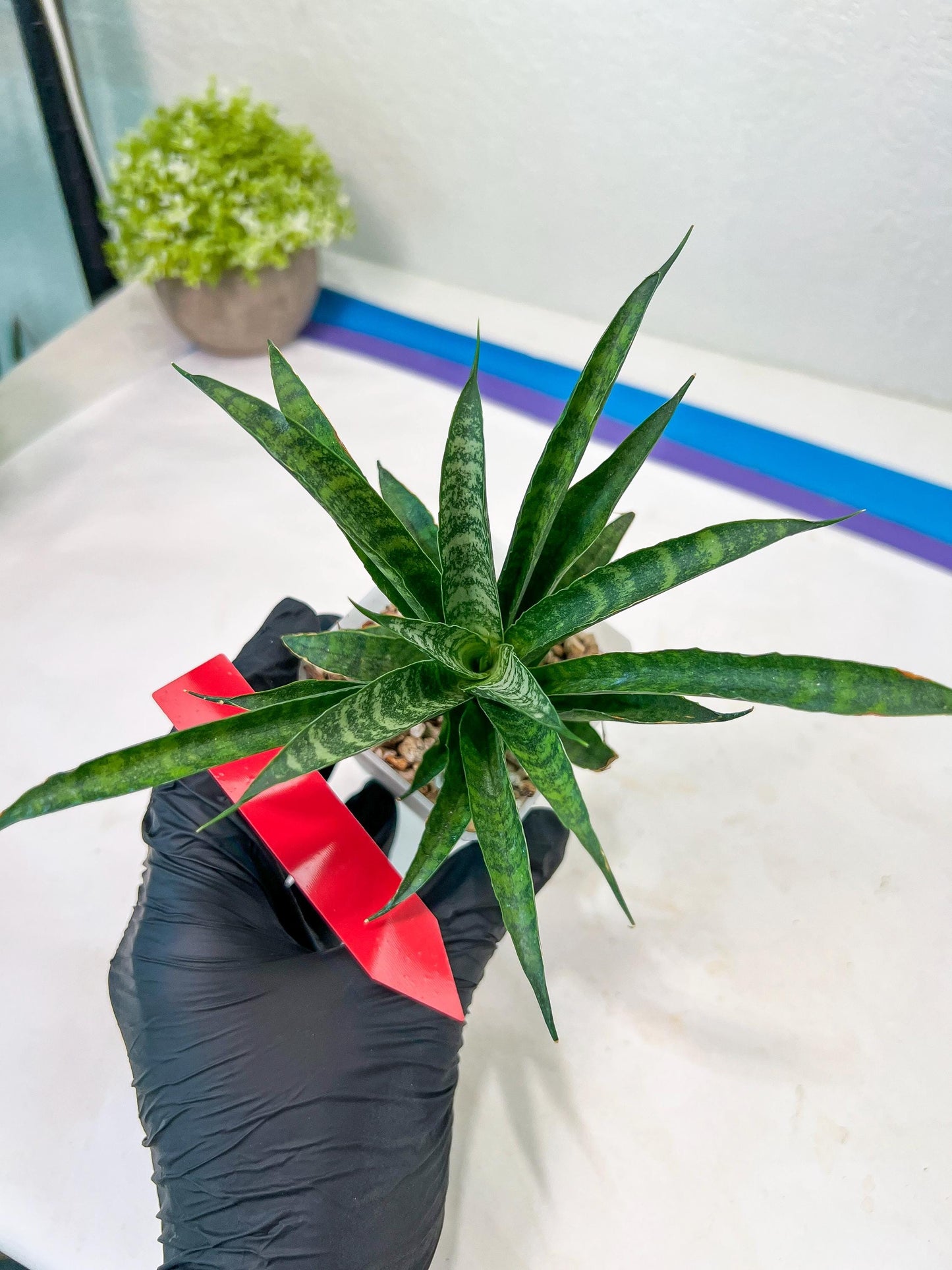 Sansevieria Crocodile Rock (#H1) | Imported Plants