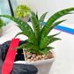 Sansevieria Crocodile Rock (#H1) | Imported Plants