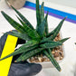 Sansevieria Blorong (#H4) | Rare Imported House Plants | Rare Snake Plant
