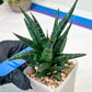 Sansevieria Blorong (#H4) | Rare Imported House Plants | Rare Snake Plant