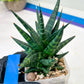 Sansevieria Blorong (#H4) | Rare Imported House Plants | Rare Snake Plant
