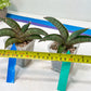 Sansevieria Pfisteri (#H6) | Uncover a Rare and Unusual Plant