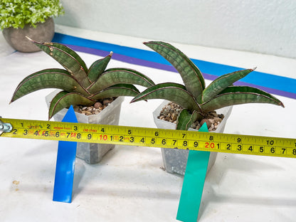 Sansevieria Pfisteri (#H6) | Uncover a Rare and Unusual Plant
