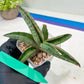Sansevieria Pfisteri (#H6) | Uncover a Rare and Unusual Plant