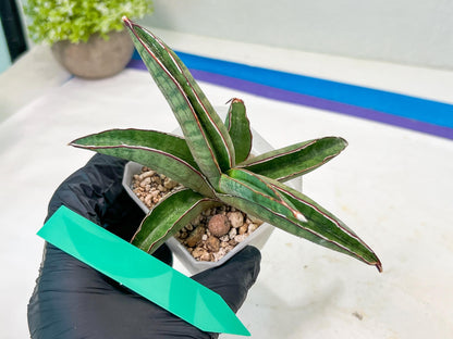 Sansevieria Pfisteri (#H6) | Uncover a Rare and Unusual Plant