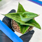 Sansevieria Dewa Mini (H10) | Very Hard to Import | 2" Pot