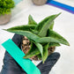 Sansevieria Dewa Mini (H10) | Very Hard to Import | 2" Pot