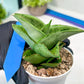 Sansevieria Dewa Mini (H10) | Very Hard to Import | 2" Pot