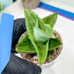 Sansevieria Dewa Mini (H10) | Very Hard to Import | 2" Pot