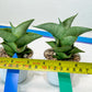 Sansevieria Dewa Mini (H10) | Very Hard to Import | 2" Pot