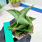 Sansevieria Dewa Mini (H10) | Very Hard to Import | 2" Pot