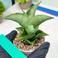 Sansevieria Dewa Mini (H10) | Very Hard to Import | 2" Pot