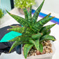 Sansevieria Star Gate (#H10) | Imported Hybrids