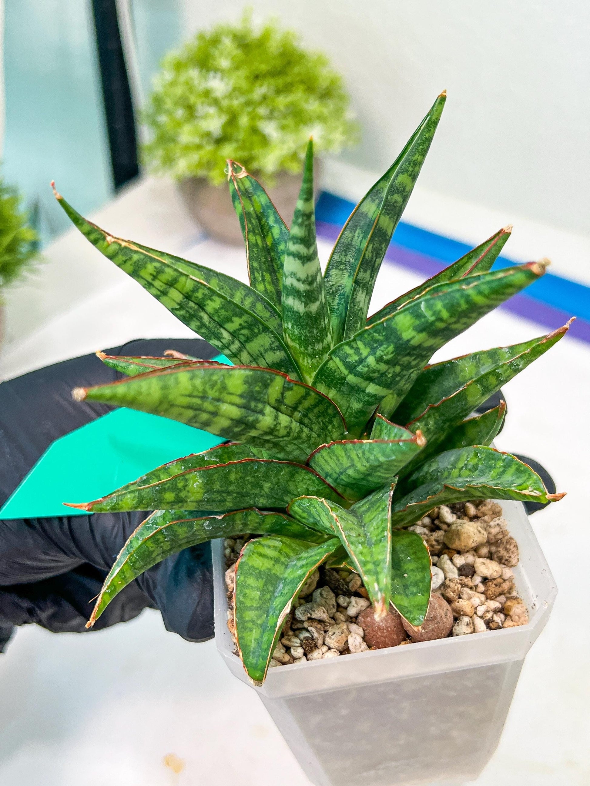 Sansevieria Star Gate (#H10) | Imported Hybrids