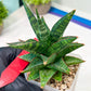 Sansevieria Star Gate (#H10) | Imported Hybrids