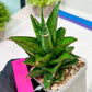 Sansevieria Asancaya (#H11) | Imported Plants | Rare Hybrid Species